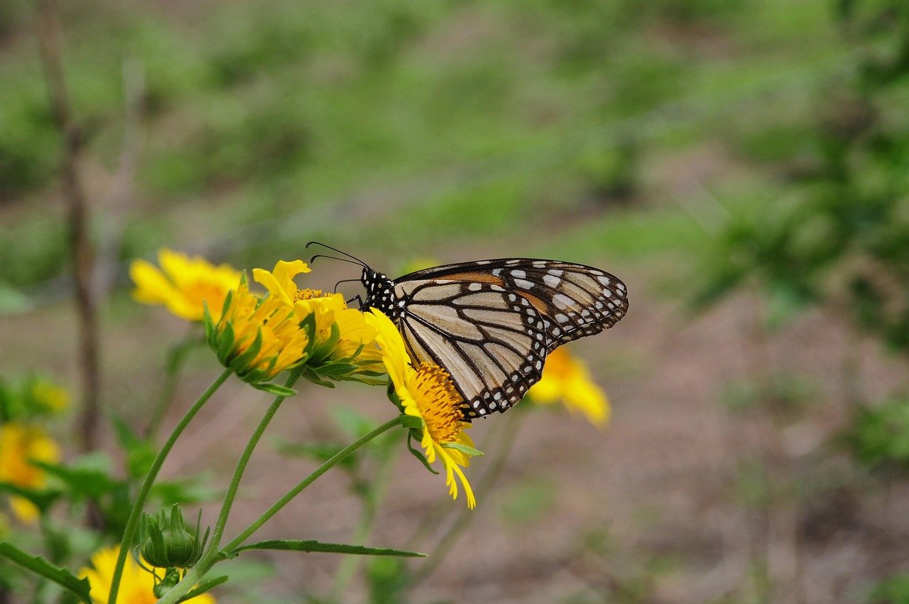 butterfly, nature, insect, flower, pollination, wings-9722221.jpg