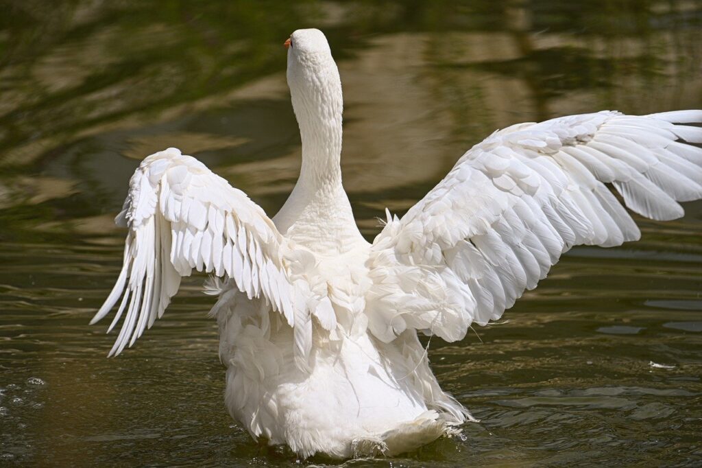 white goose, goose, bird, nature, animal, wildlife, water bird, ornithology, gosling, stretch, plumage, cute, wild bird, lake-9731425.jpg