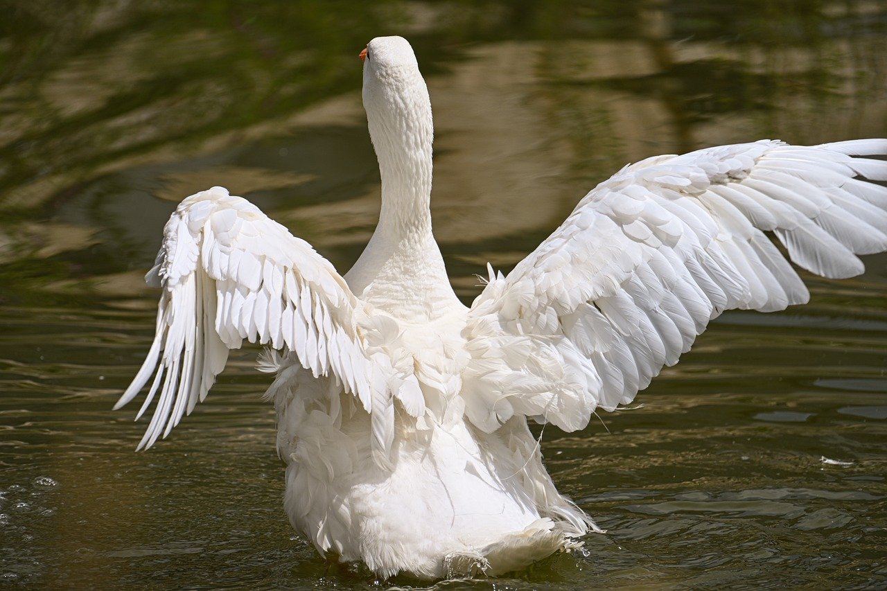 white goose, goose, bird, nature, animal, wildlife, water bird, ornithology, gosling, stretch, plumage, cute, wild bird, lake-9731425.jpg